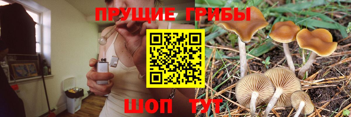 Галлюциногенные грибы Cubensis  Вход с VPN  Зеленокумск 